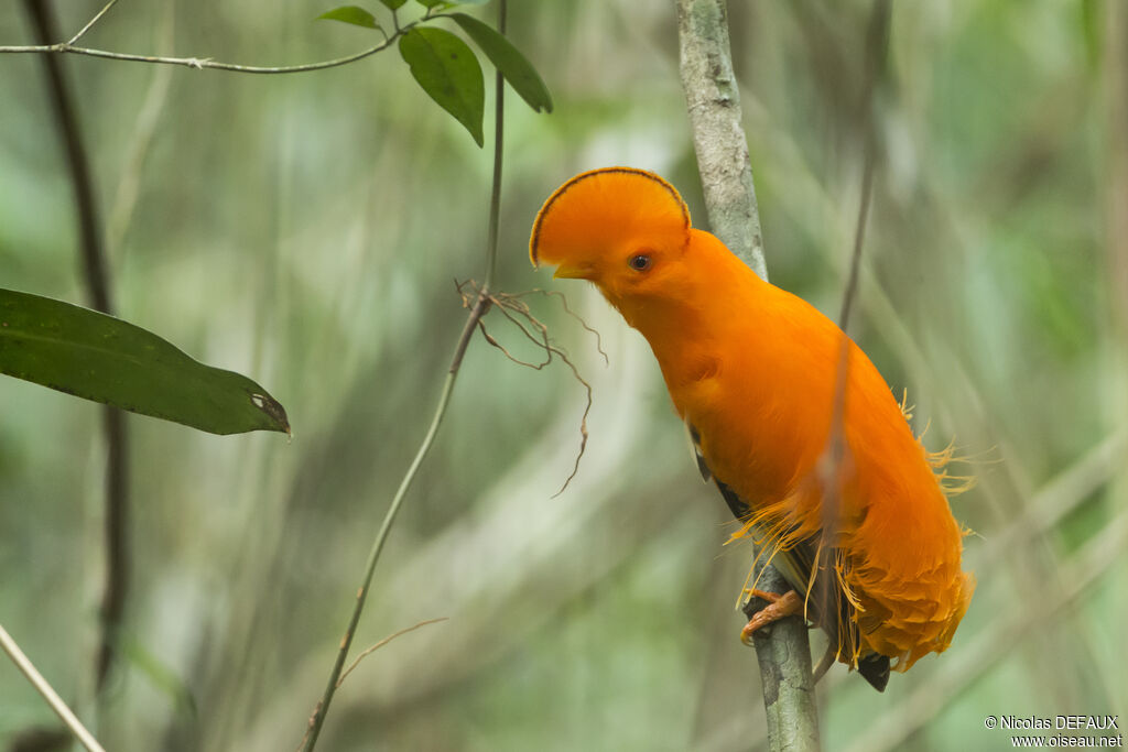 Guianan Cock-of-the-rock male adult, close-up portrait