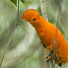 Coq-de-roche orange