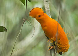 Guianan Cock-of-the-rock