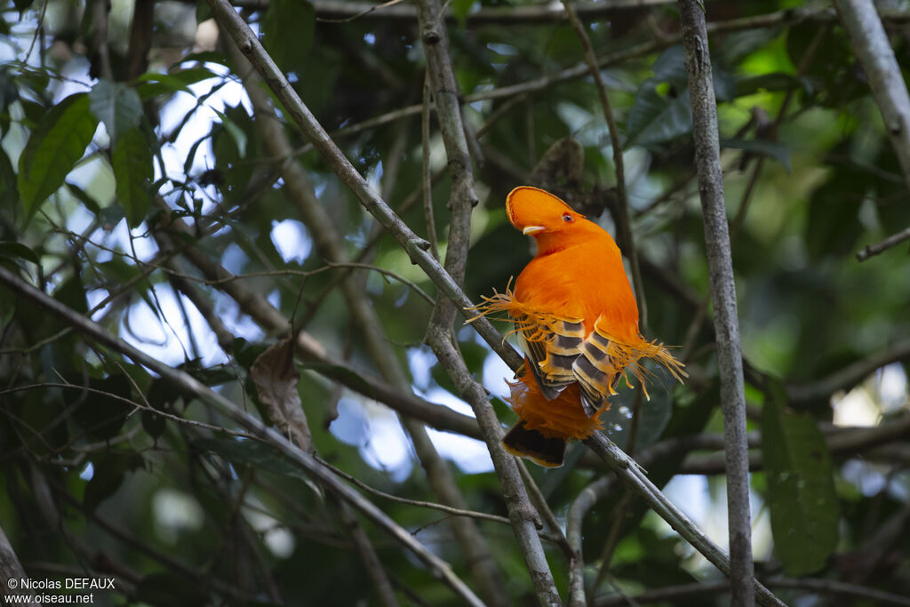 Guianan Cock-of-the-rock male adult, close-up portrait, courting display