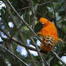 Coq-de-roche orange