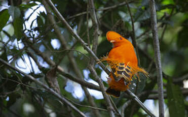 Coq-de-roche orange