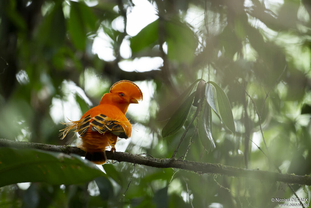 Guianan Cock-of-the-rock male adult, close-up portrait, courting display