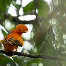 Coq-de-roche orange