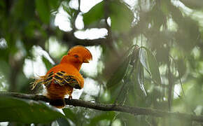 Guianan Cock-of-the-rock