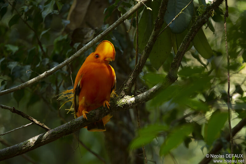 Coq-de-roche orange mâle adulte, portrait