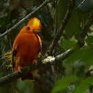 Coq-de-roche orange
