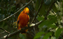 Coq-de-roche orange