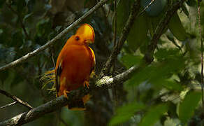 Coq-de-roche orange