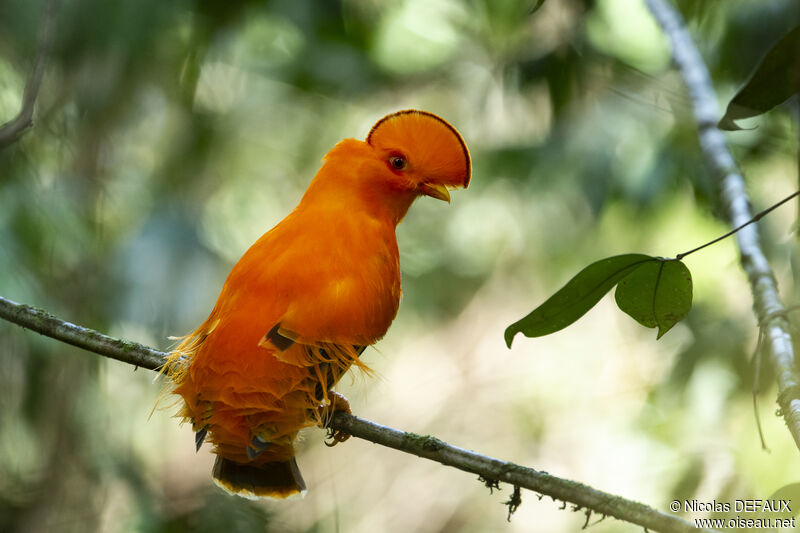 Coq-de-roche orange mâle adulte, portrait