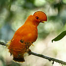 Coq-de-roche orange