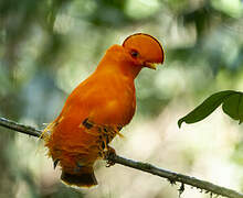 Guianan Cock-of-the-rock