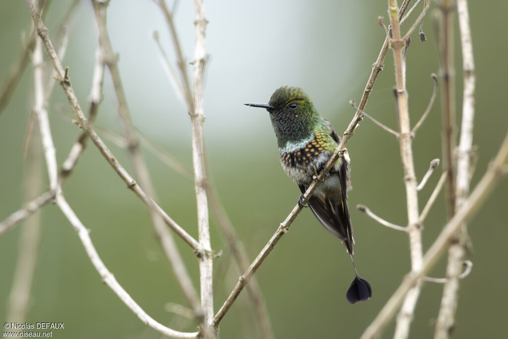 Coquette à raquettes