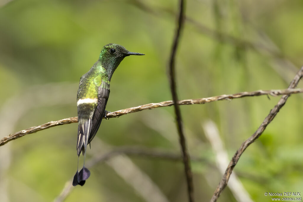 Coquette à raquettes