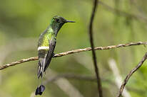 Coquette à raquettes