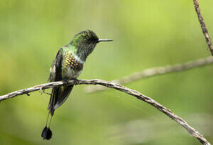 Coquette à raquettes