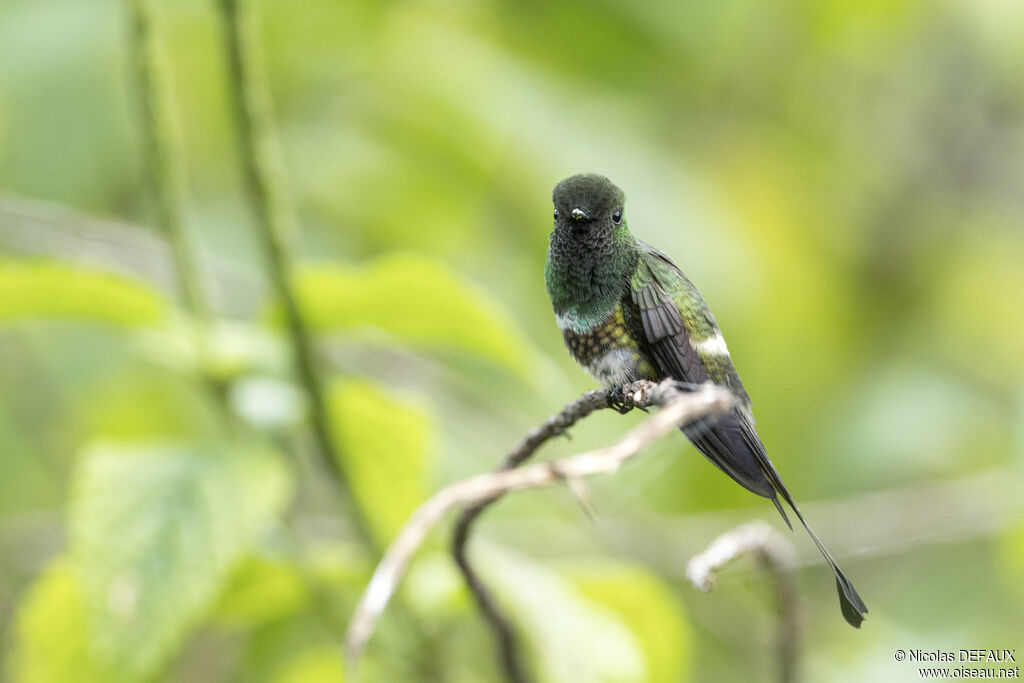 Coquette à raquettes