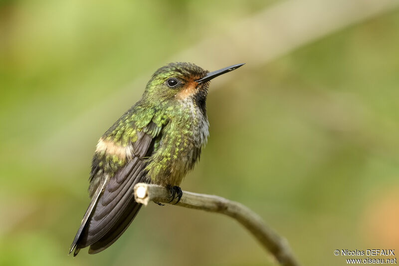Racket-tailed Coquette female adult, identification