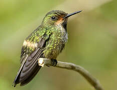 Racket-tailed Coquette