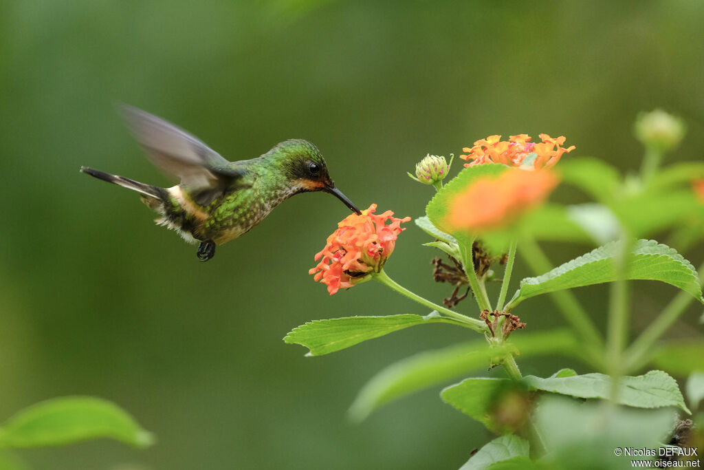 Racket-tipped Thorntail female adult, Flight, eats