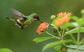 Racket-tailed Coquette