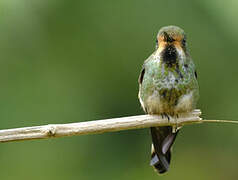 Racket-tailed Coquette