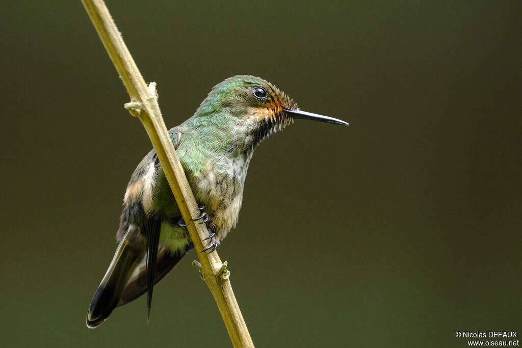 Racket-tailed Coquette female adult