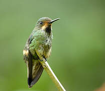 Racket-tailed Coquette