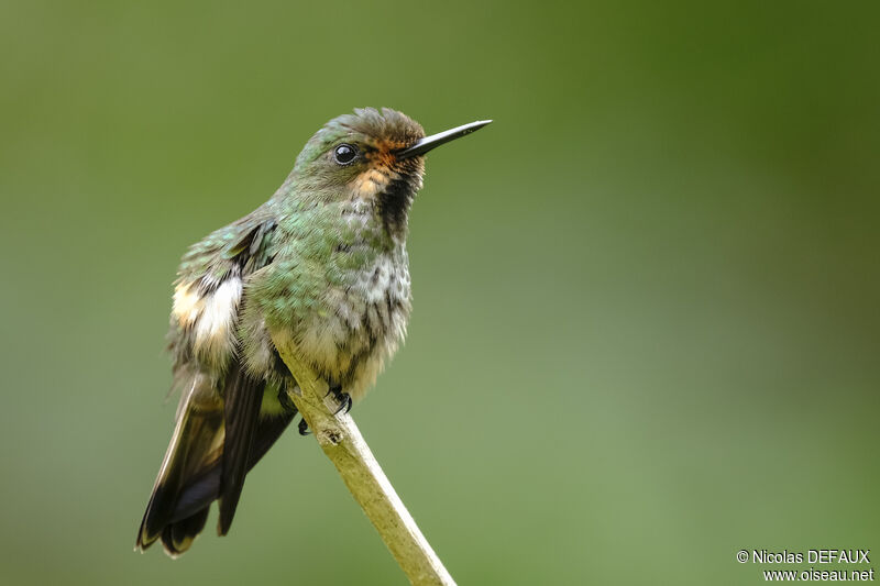 Racket-tailed Coquette female adult, close-up portrait
