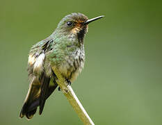 Racket-tailed Coquette