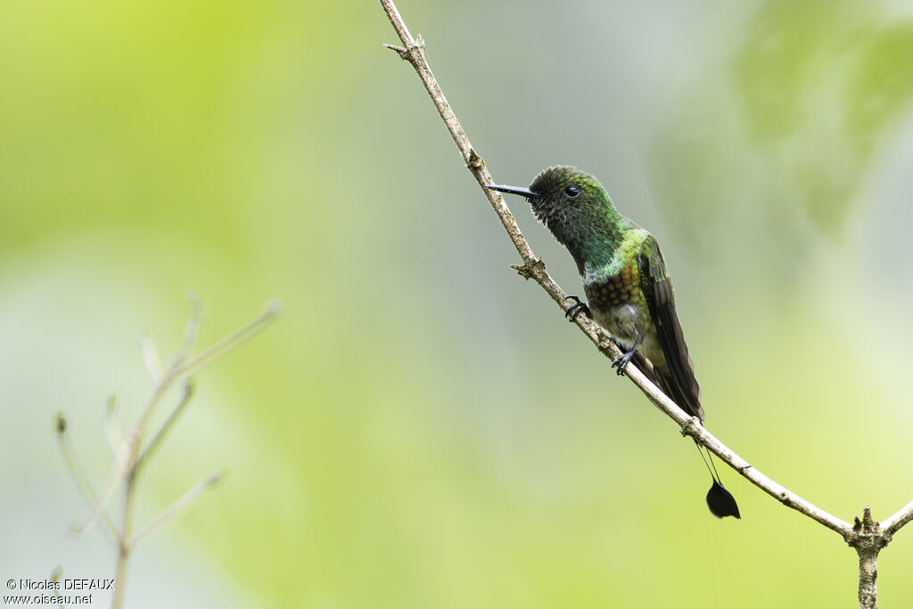 Coquette à raquettes