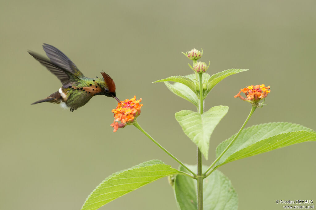 Tufted Coquette male adult, Flight, eats