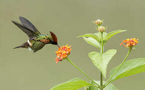 Tufted Coquette