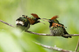 Tufted Coquette