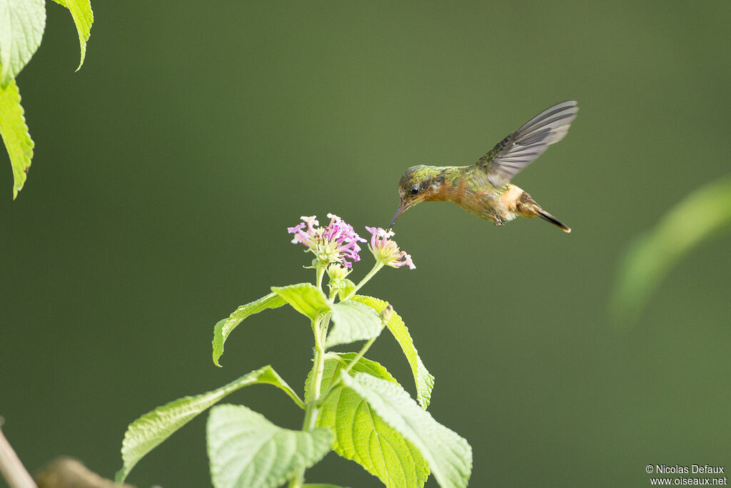 Tufted Coquette male juvenile, Flight