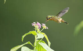 Tufted Coquette