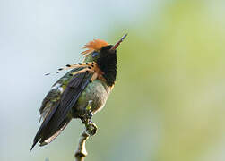 Tufted Coquette