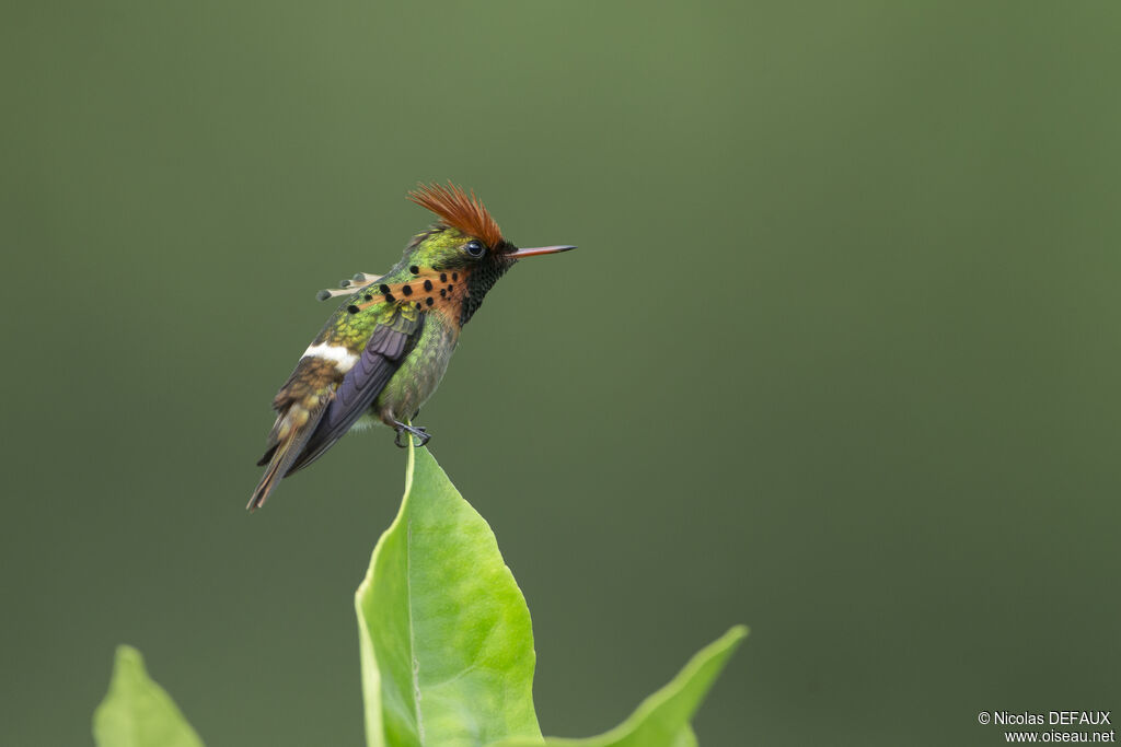 Tufted Coquette male adult