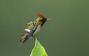 Tufted Coquette