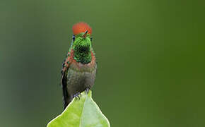 Tufted Coquette