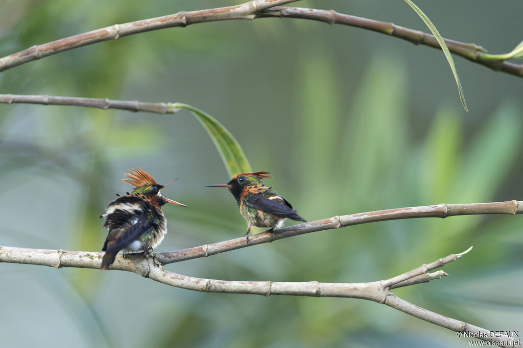 Tufted Coquette male