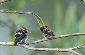 Tufted Coquette