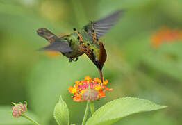 Tufted Coquette