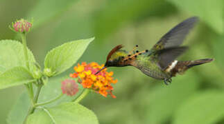 Tufted Coquette