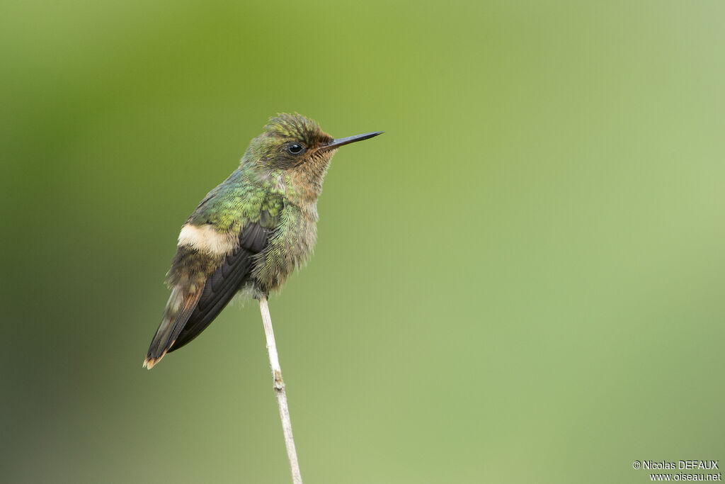 Tufted Coquette male juvenile, close-up portrait