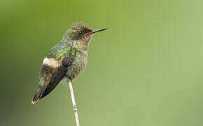 Tufted Coquette