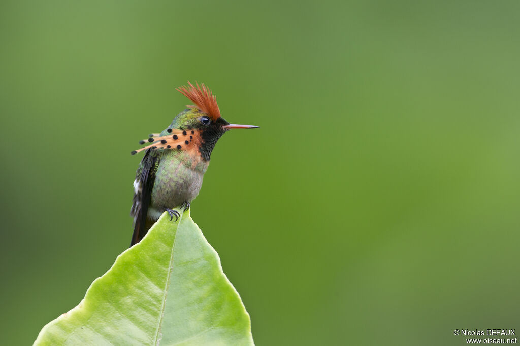 Tufted Coquette male adult, close-up portrait