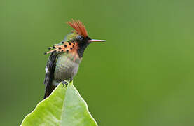 Tufted Coquette