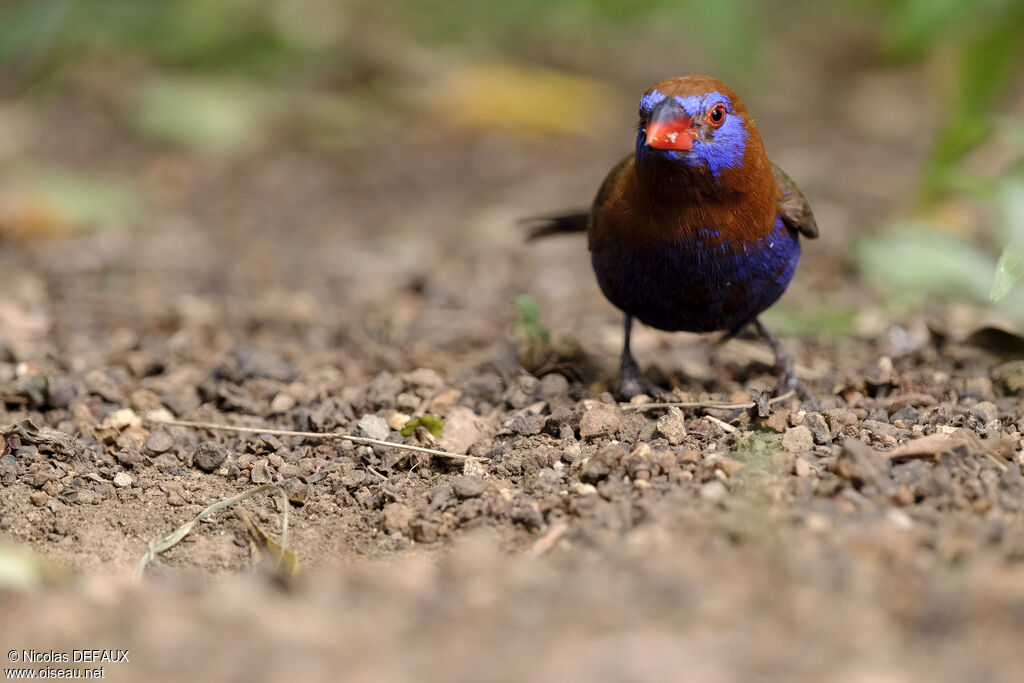 Purple Grenadier male adult, eats