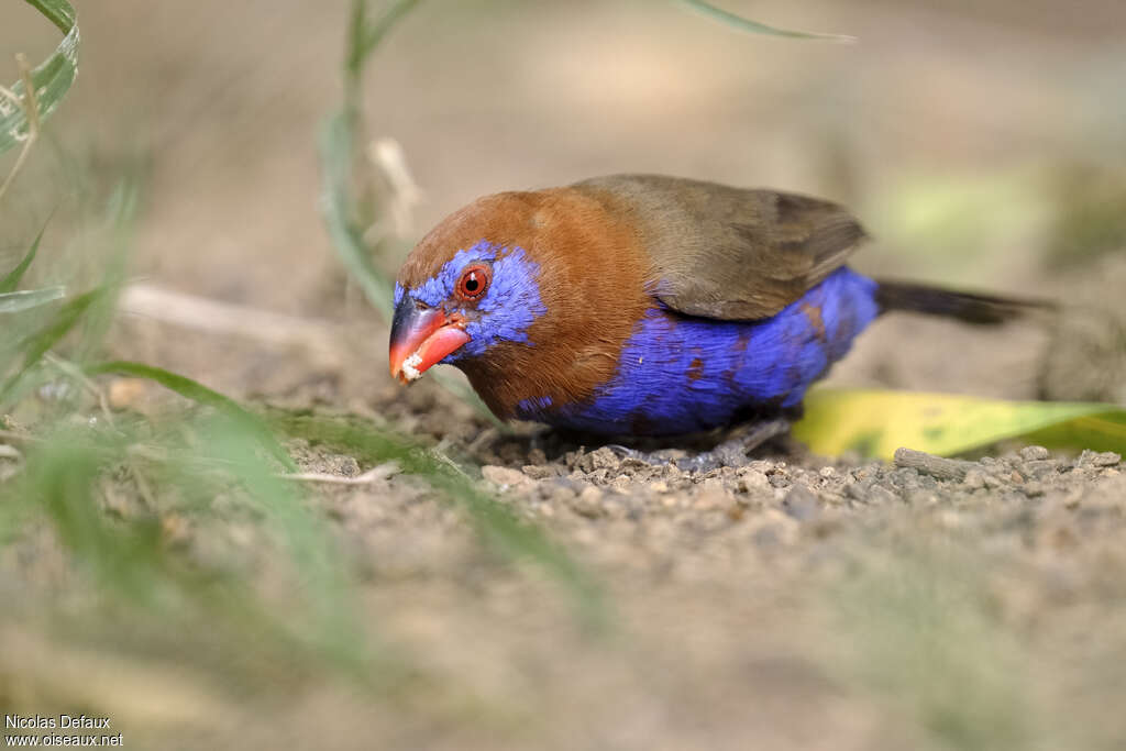 Cordonbleu violacé mâle adulte, mange